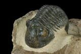 Paralejurus Trilobite - Atchana, Morocco #119030-3